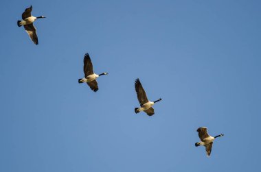 Kanada Kaz Sürüsü Mavi Gökte Uçuyor