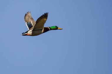 Mavi Gökte Uçan Mallard Ördeği