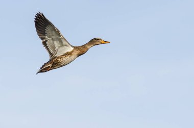 Mavi Gökte Uçan Mallard Ördeği