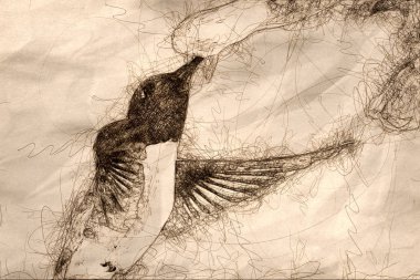 Siyah-chinned Hummingbird mavi FL arasında nektar aranıyor
