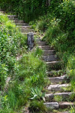 Taş Merdiven Yeşil Ormana Yükseliyor