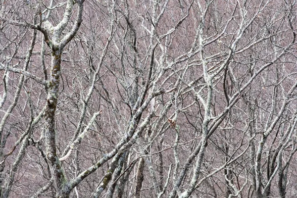 Lichen Pokrytý Les Jako Existoval Světě Fantazie — Stock fotografie