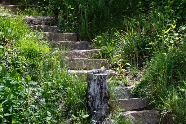 Stone Stairway Climbing High Green Forest — Stok Foto