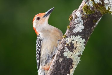 Ağaçta tünemiş Kırmızı Göbekli Ağaçkakan