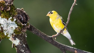 Erkek ispinozu Üreme Pluguna Dönüyor