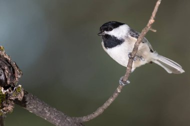 Meraklı küçük Carolina Chickadee Ağaçta tünedi