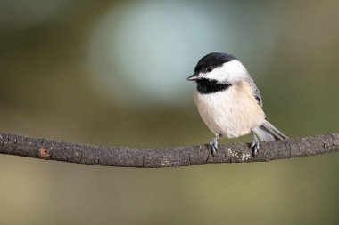 Carolina Chickadee İnce bir dala nazikçe tünedi