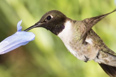 Siyah Çin Sinek Kuşu Mavi Çiçekler Arasında Nektar Arıyor