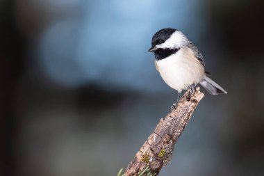 Carolina Chickadee İnce bir dala nazikçe tünedi