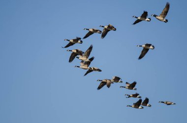 Kanada Kaz Sürüsü Mavi Gökte Uçuyor