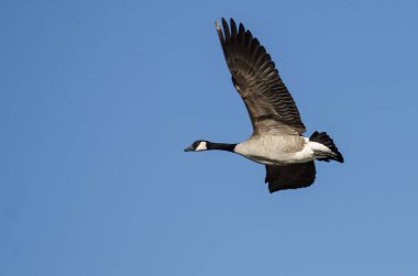 Kanada Kuğusu Mavi Gökte Uçuyor