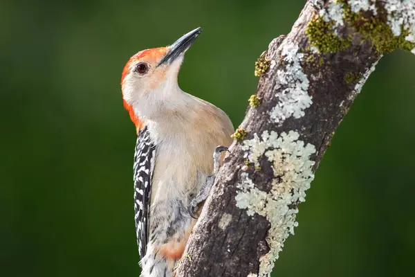 Curious Red Bellied Woodpecker Perched Tree — Stock Photo, Image