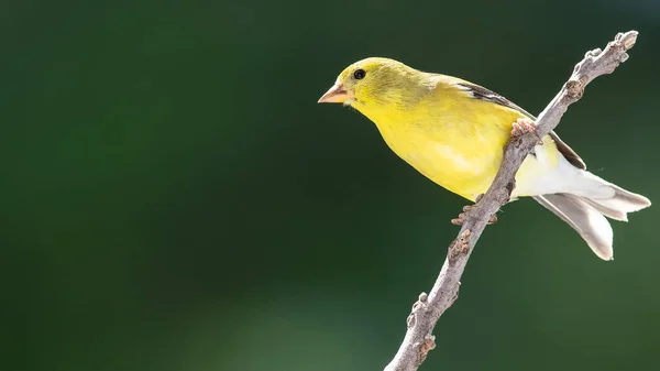 American Goldfinch Descansando Ramo Árvore — Fotografia de Stock