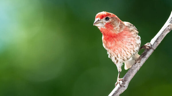House Finch Perched on a Tree Branch