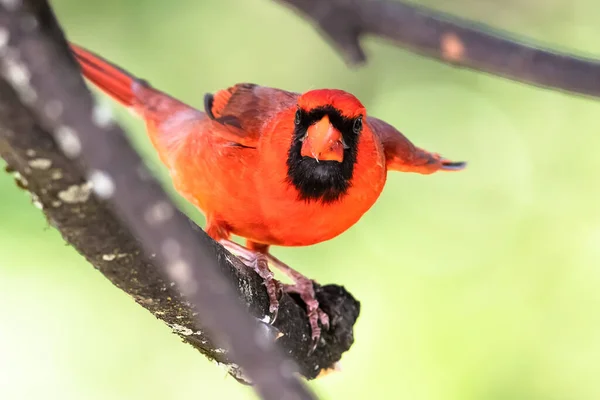 Alerta Cardenal Del Norte Encaramado Árbol — Foto de Stock