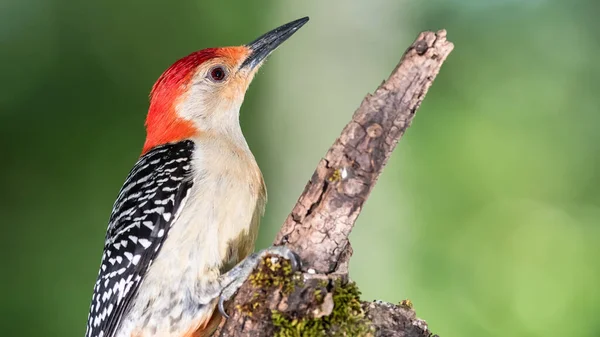 Perfil Red Bellied Woodpecker Perched Branch — Fotografia de Stock