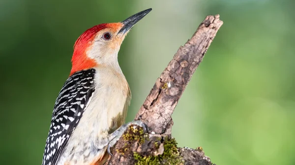 Profilo Picchio Dal Ventre Rosso Appollaiato Ramo — Foto Stock