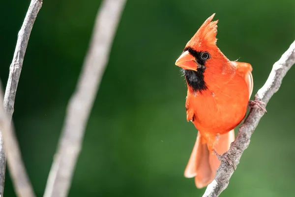 Cardenal Del Norte Encaramado Una Rama Árbol —  Fotos de Stock