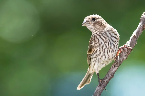 Casa Finch Encaramado Una Rama Árbol — Foto de Stock