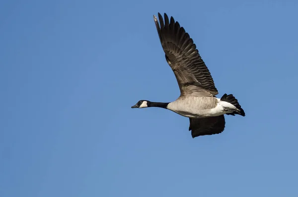 Canada Goose Flying Blue Sky — Stock Photo, Image