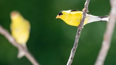 Bir çift Amerikan ispinozu Ağaçta tünemiş