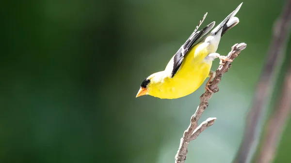 Amerykanin Goldfinch Siched Slender Tree Branch — Zdjęcie stockowe