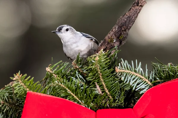 White Breasted Nuthatch Leka Med God Jul Krans — Stockfoto