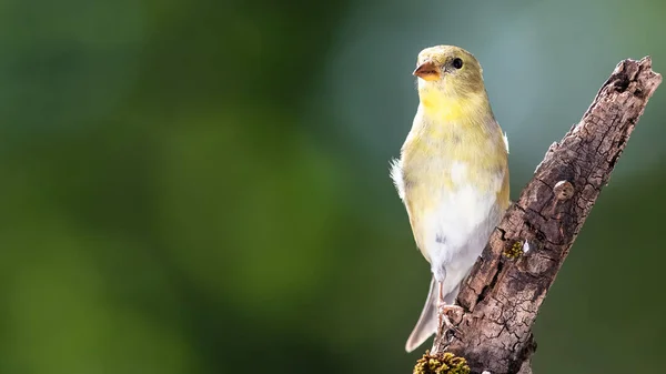 American Goldfinch Empoleirado Uma Árvore — Fotografia de Stock