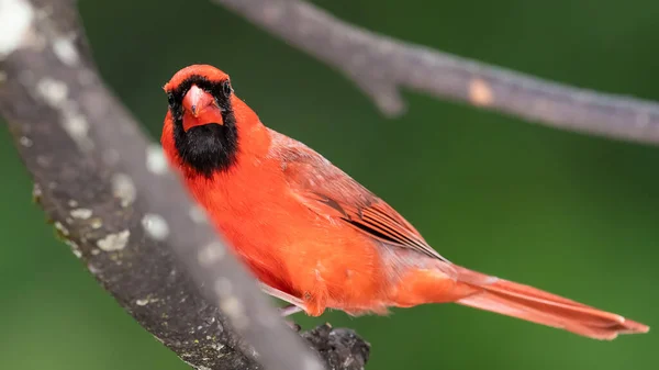 Cardenal Del Norte Haciendo Contacto Visual Mientras Está Encaramado Una — Foto de Stock