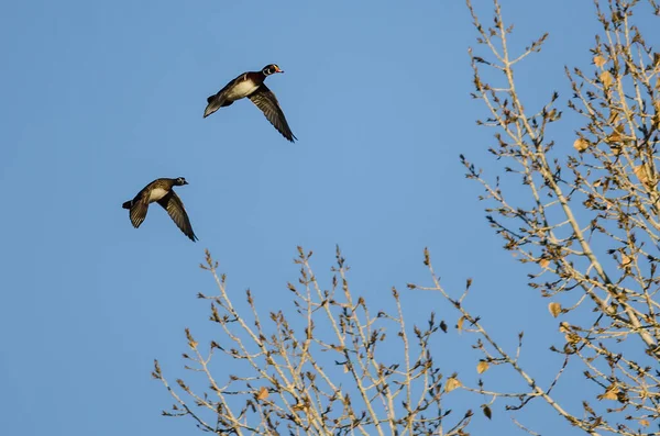 Ein Paar Waldenten Fliegt Tief Über Die Herbstbäume — Stockfoto