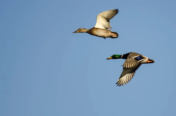 Par Patos Mallard Volando Cielo Azul —  Fotos de Stock