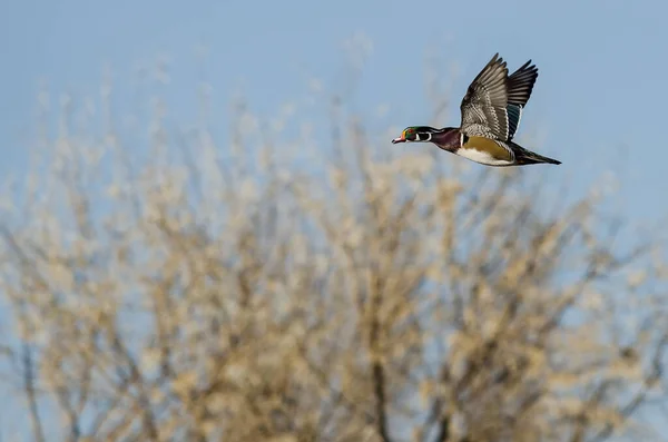 Wood Duck Flying Low Autumn Trees — Stock Photo, Image
