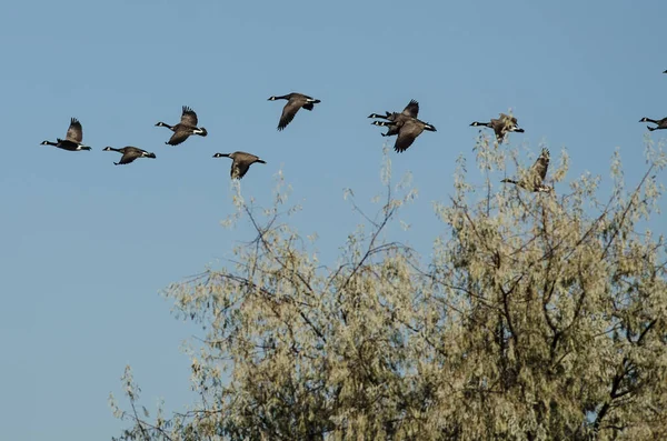 Schwarm Kanadagänse Fliegt Tief Über Den Sumpf — Stockfoto