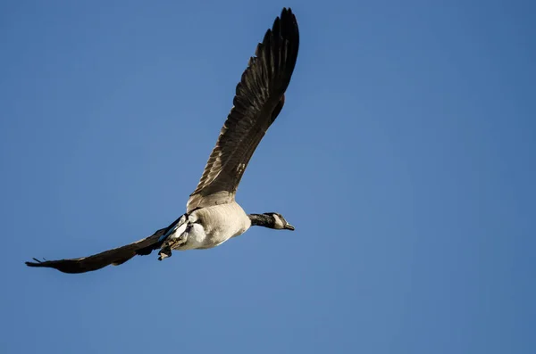 Lone Canada Goose Flying Blue Sky — Stock Photo, Image