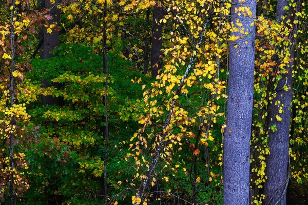 Cores Deslumbrantes Outono Escondidas Nas Profundezas Floresta Verde — Fotografia de Stock