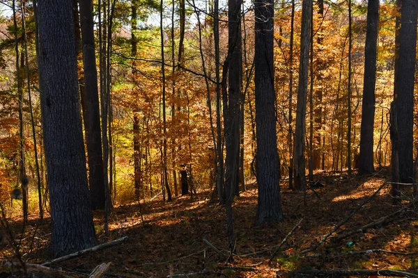 Couleurs Étonnantes Automne Caché Profondément Dans Forêt Verte — Photo