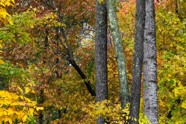緑の森の奥にひっそりと佇む秋の紅葉 — ストック写真