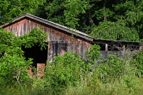 Weathered and Forgotten Barn Overgrown with Lush Green Foliage