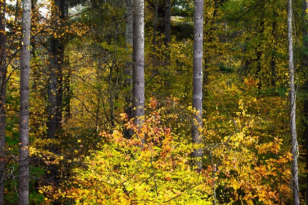 緑の森の奥にひっそりと佇む秋の紅葉 — ストック写真