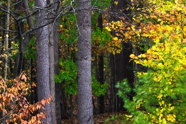 Atemberaubende Herbstfarben Tief Grünen Wald Versteckt — Stockfoto