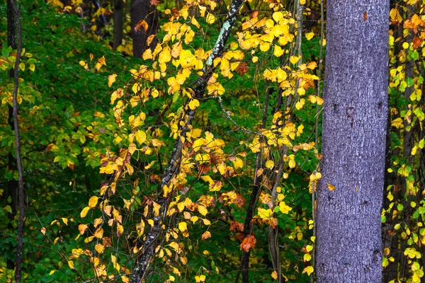 Cores Deslumbrantes Outono Escondidas Nas Profundezas Floresta Verde — Fotografia de Stock