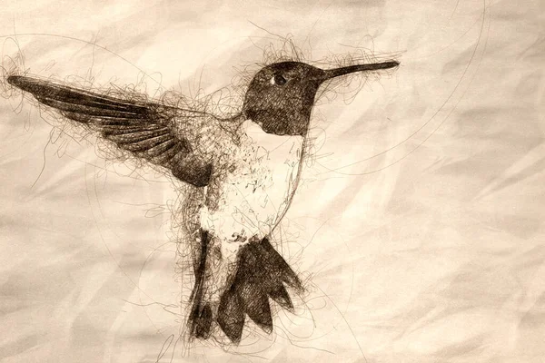 Skizze Eines Schwarzkinn Kolibris Auf Nektarsuche Grünen Garten — Stockfoto