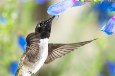 Siyah Çin Sinek Kuşu Mavi Çiçekler Arasında Nektar Arıyor