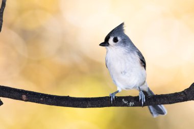 Bir sonbahar dalına tünemiş Titmouse