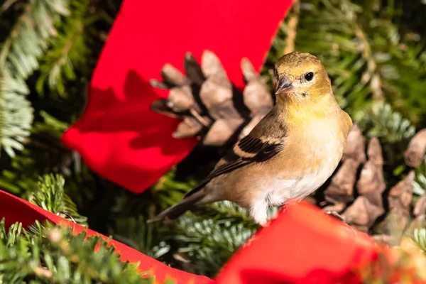 Amerykański Goldfinch Bawiący Się Wesołym Świątecznym Wieńcem — Zdjęcie stockowe