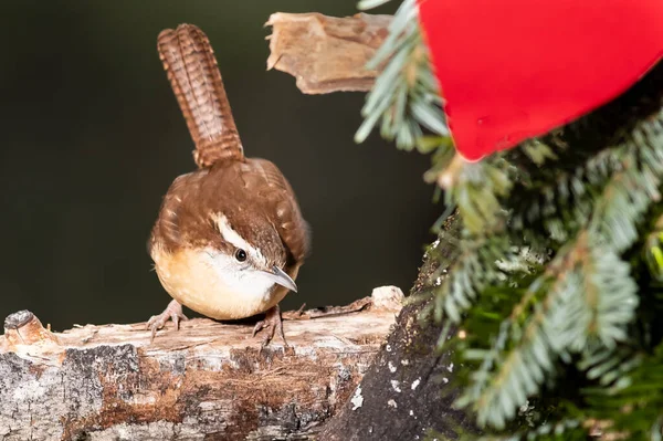 Carolina Wren Ült Mellett Egy Karácsonyi Koszorú — Stock Fotó