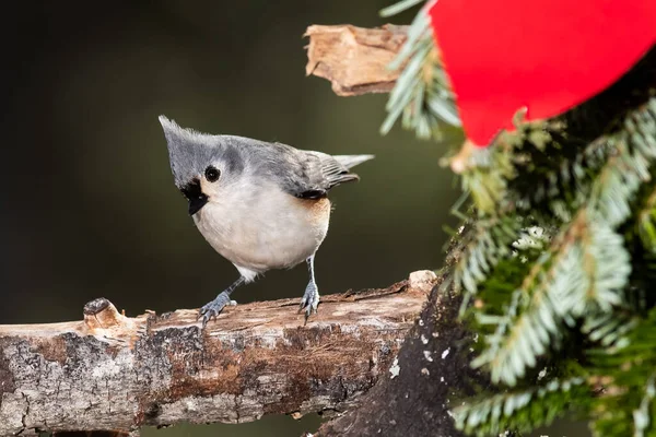 Tufted Titmouse Zabawa Wesołych Świąt — Zdjęcie stockowe