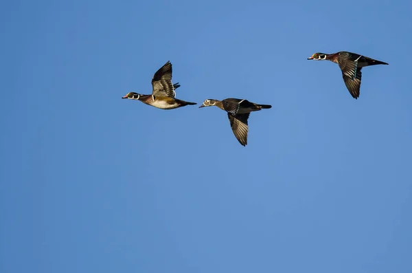 Troupeau Canards Bois Volant Dans Ciel Bleu — Photo