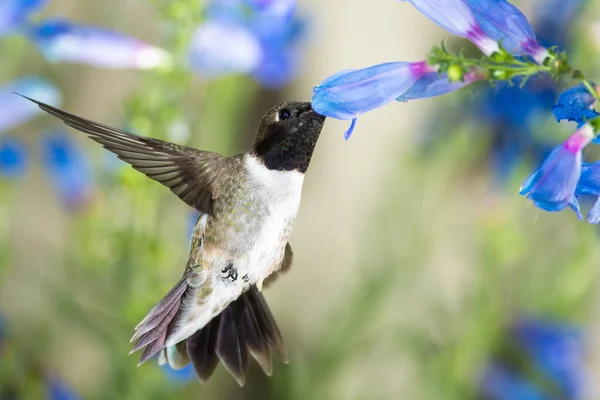 Koliber Czarny Chiński Poszukiwanie Nektaru Wśród Niebieskich Kwiatów — Zdjęcie stockowe