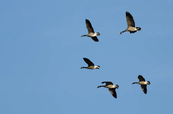 Troupeau Oies Canada Volant Dans Ciel Bleu — Photo